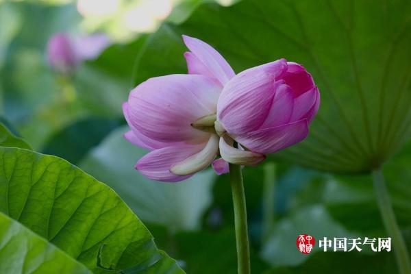 稀有荷花并蒂莲再现北京莲花池公园