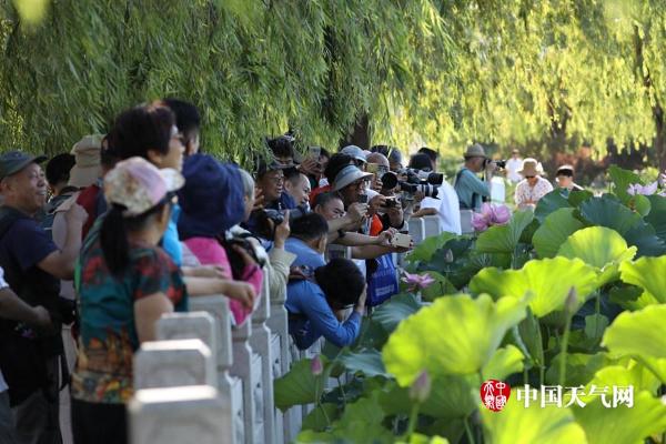 稀有荷花并蒂莲再现北京莲花池公园