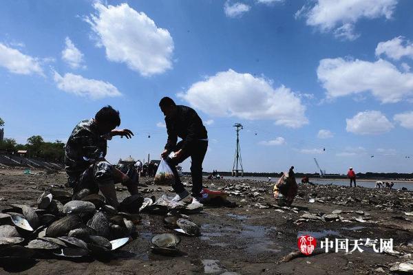 松花江哈尔滨段河床裸露河蚌堆积