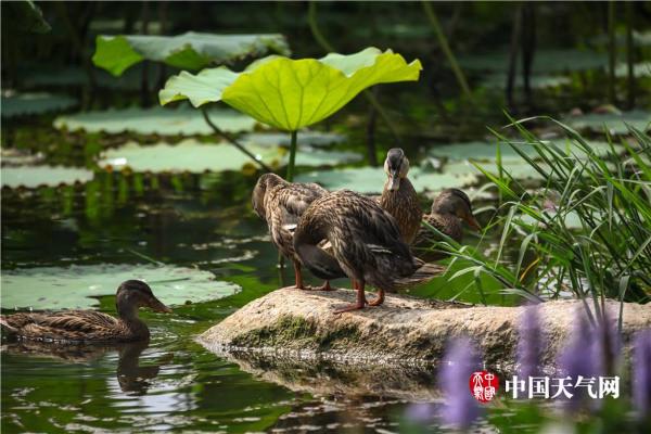 清新六月 武汉荷花初绽容颜