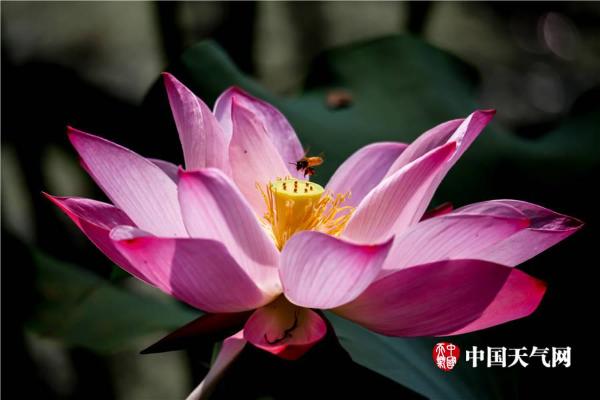 清新六月 武汉荷花初绽容颜