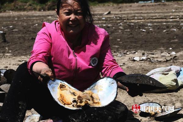 松花江哈尔滨段河床裸露河蚌堆积