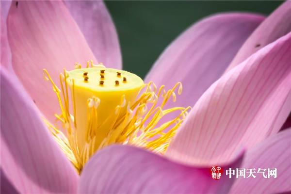 清新六月 武汉荷花初绽容颜