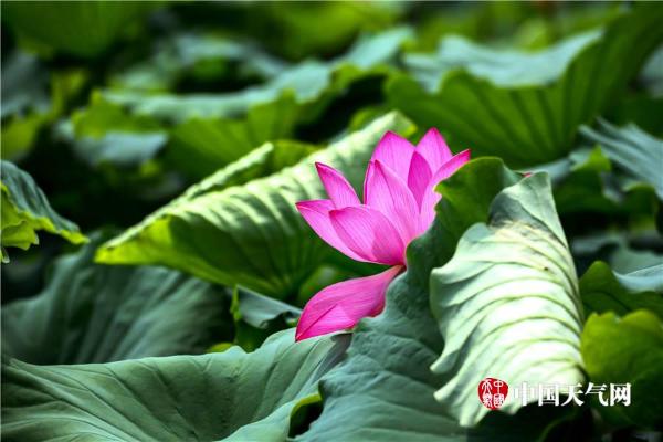 清新六月 武汉荷花初绽容颜