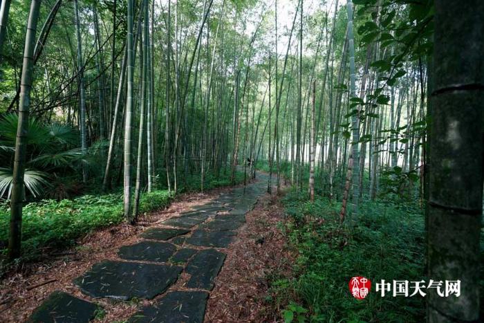 歙县美溪乡——松涛竹林中的避暑地