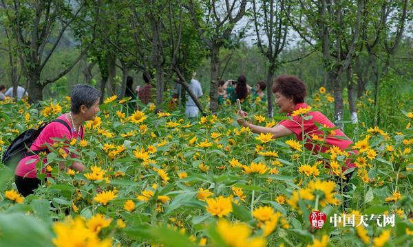 四川乐山太阳花绽放 市民也乐开了花
