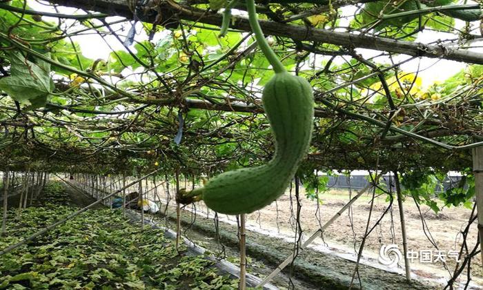 福建厦门先旱后雨 丝瓜生长受影响