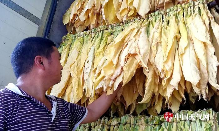 贵州开阳旱情加重烟叶未老先衰