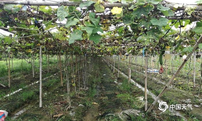 福建厦门先旱后雨 丝瓜生长受影响