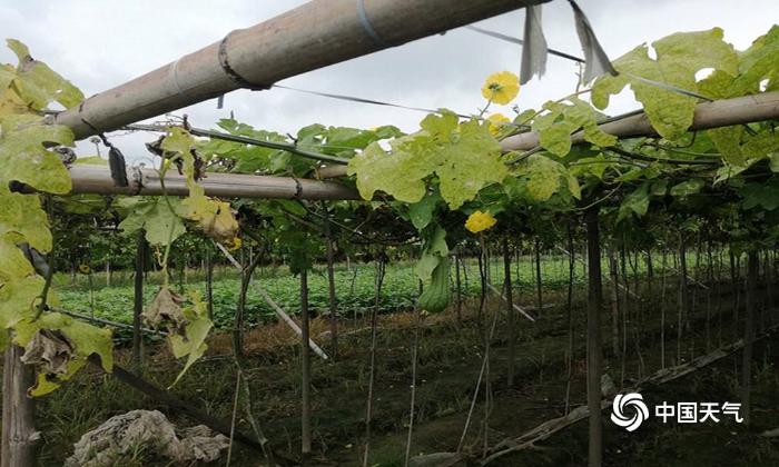 福建厦门先旱后雨 丝瓜生长受影响
