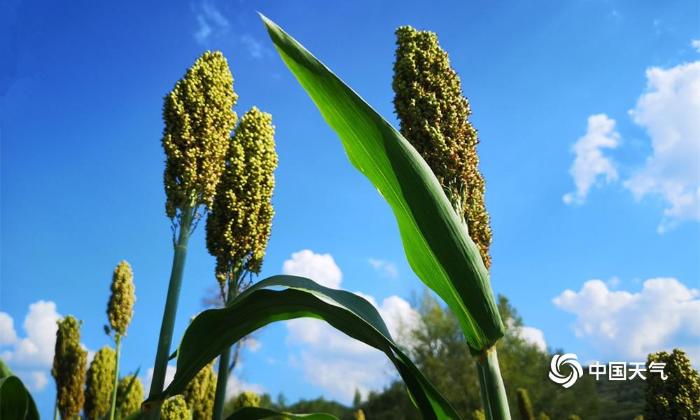 内蒙古处暑秋高气爽 谷物丰满