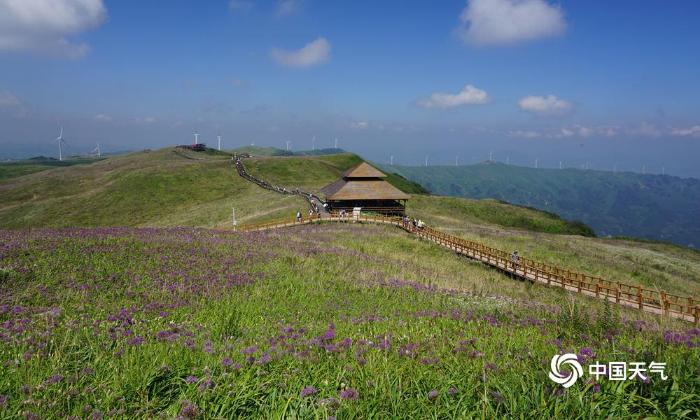 贵州漫山遍野的紫色韭菜花竞相开放