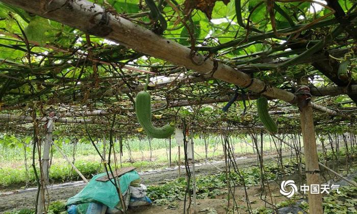 福建厦门先旱后雨 丝瓜生长受影响