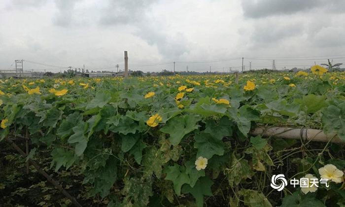 福建厦门先旱后雨 丝瓜生长受影响