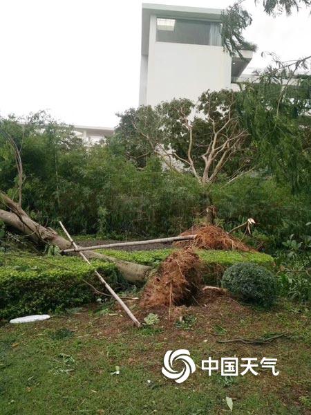 (摄影:马小俊)17日,深圳市宝安区,台风山竹放倒路边树木,道路通行受阻