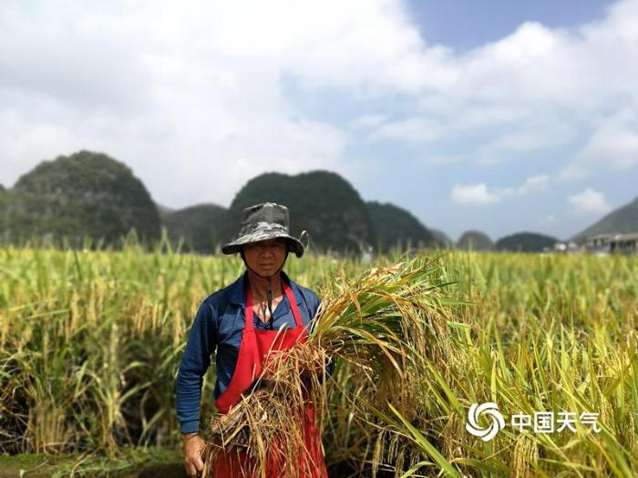 首个农民丰收节 贵州万亩水稻喜获丰收