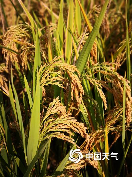 首个农民丰收节 贵州万亩水稻喜获丰收