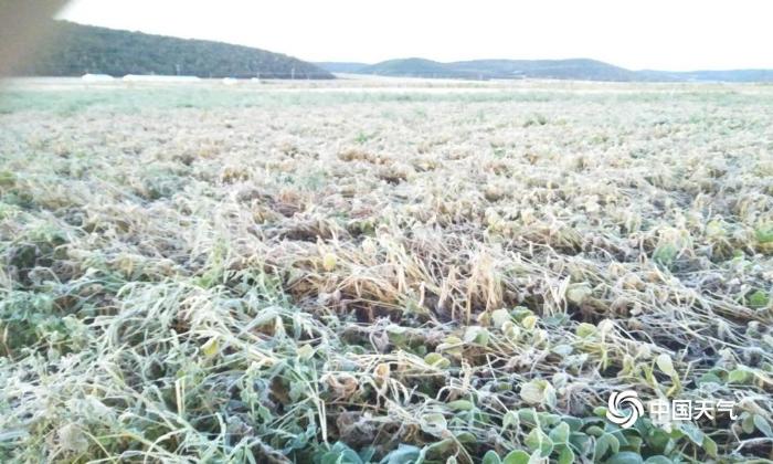 内蒙古呼伦贝尔现霜冻  农作物受损