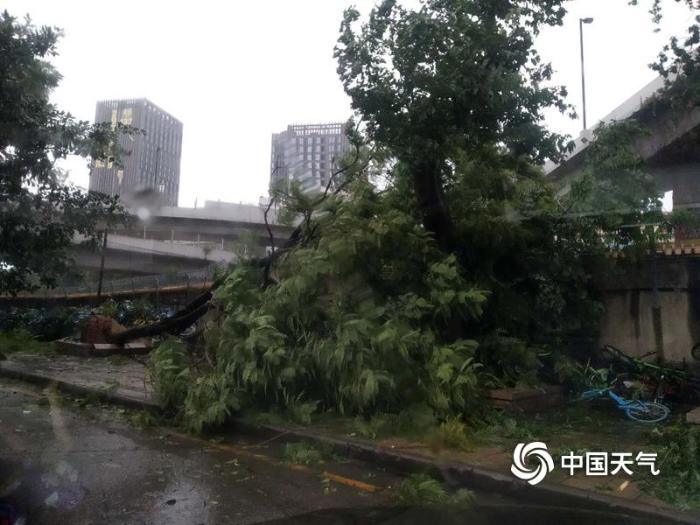 广州城区狂风肆虐 大树被吹得连根拔起