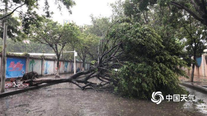 广州城区狂风肆虐 大树被吹得连根拔起