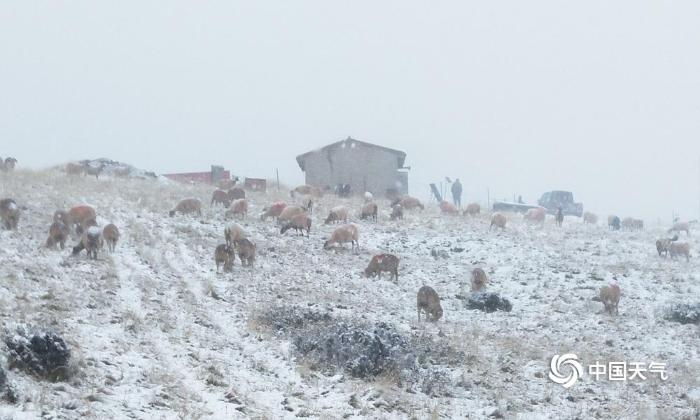 甘肃肃南现10年来罕见九月飞雪 农牧业受影响