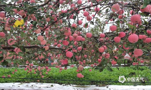 陕西洛川大塬上的大美画卷