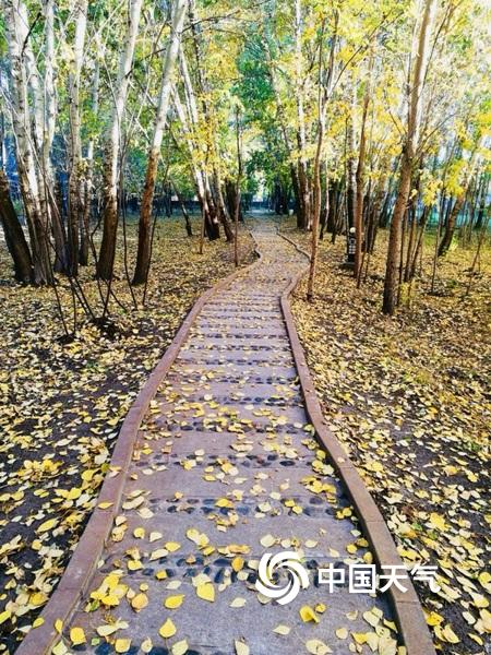 内蒙古呼伦贝尔秋日落叶缤纷