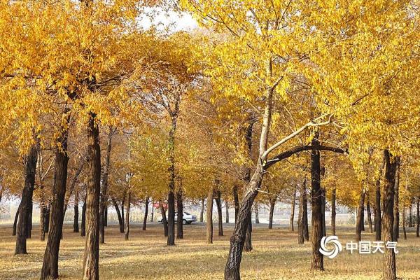 秋日哈尔滨天恒山如金色童话世界