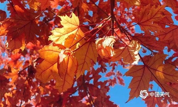 金秋十月 哈尔滨工程大学的枫叶红了