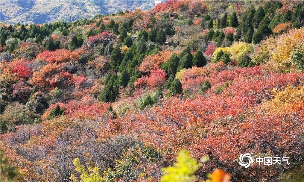 八达岭国家森林公园赏红叶正当时