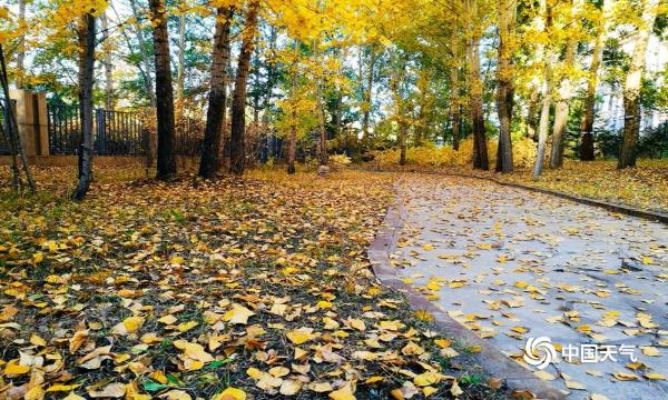 内蒙古呼伦贝尔秋日落叶缤纷