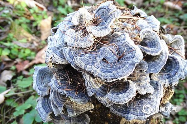 黑龙江原始桦树林美如史册卷轴