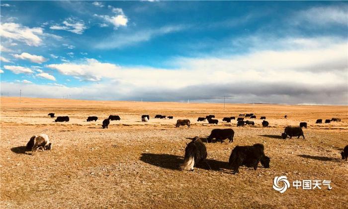 西藏那曲草原牦牛壮硕秋色美