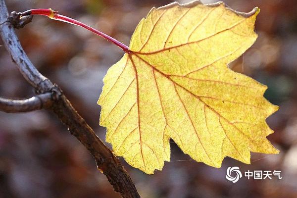 黑龙江原始桦树林美如史册卷轴