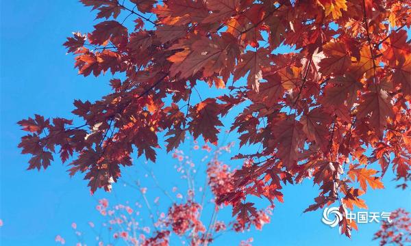 金秋十月 哈尔滨工程大学的枫叶红了