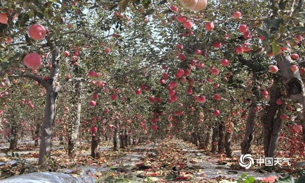 陕西洛川大塬上的大美画卷