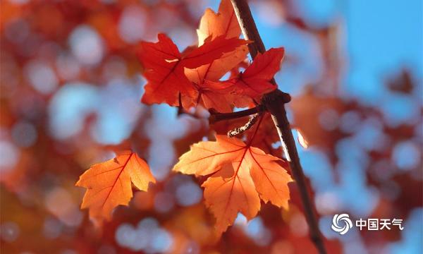 金秋十月 哈尔滨工程大学的枫叶红了