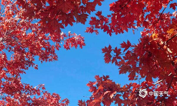 金秋十月 哈尔滨工程大学的枫叶红了