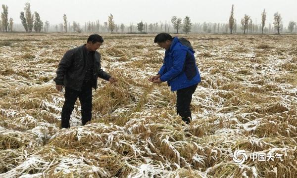 新疆各地州迎入秋以来首场雪