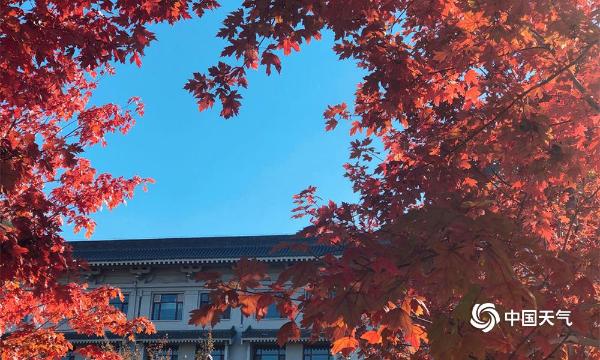 金秋十月 哈尔滨工程大学的枫叶红了