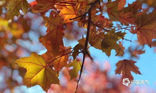 金秋十月 哈尔滨工程大学的枫叶红了