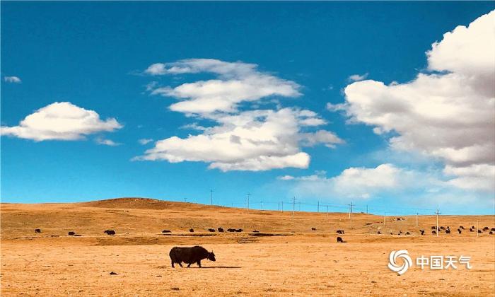 西藏那曲草原牦牛壮硕秋色美
