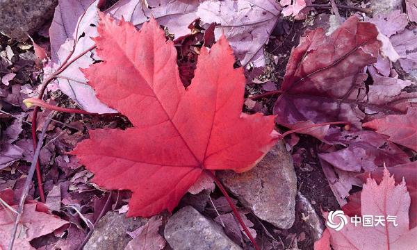 金秋十月 哈尔滨工程大学的枫叶红了