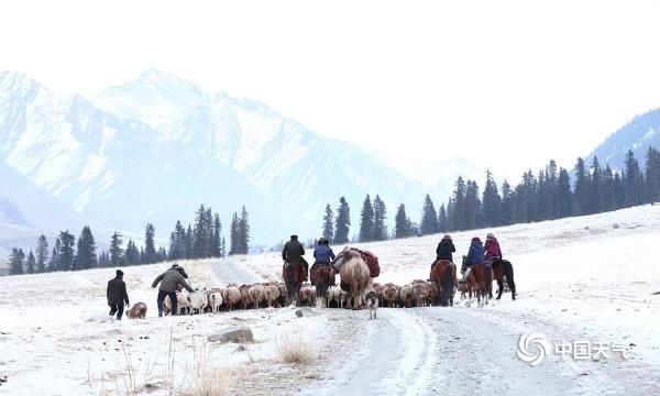 新疆伊犁州昭苏县牧民提前进行转场活动