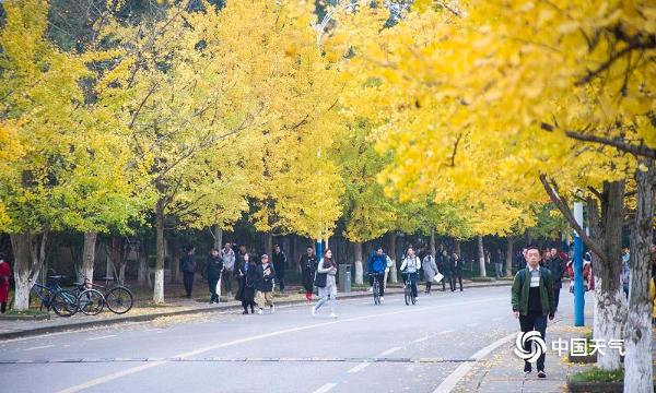 重庆大学迎来最美季节 校园一片金黄