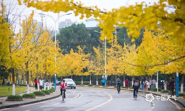 重庆大学迎来最美季节 校园一片金黄
