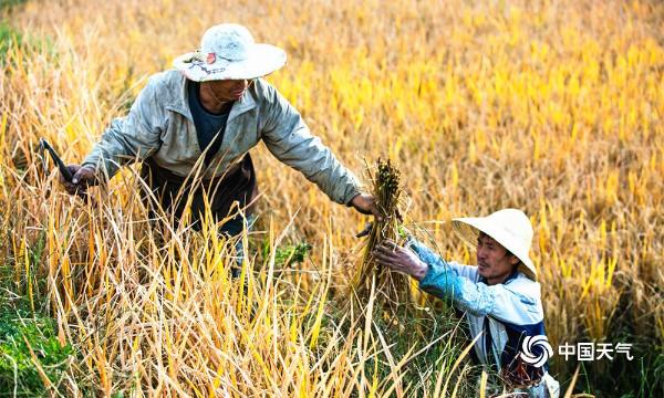 贵州大方：农户抢晴收晚稻 田间正是农忙时