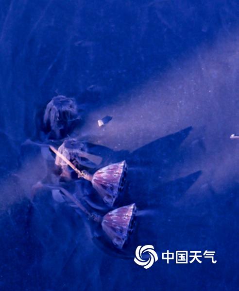 哈尔滨松花江畔残荷展冬韵