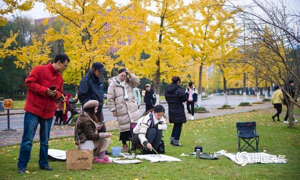 重庆大学迎来最美季节 校园一片金黄
