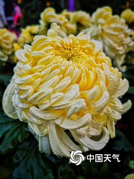 贵阳小车河 秋赏菊之美